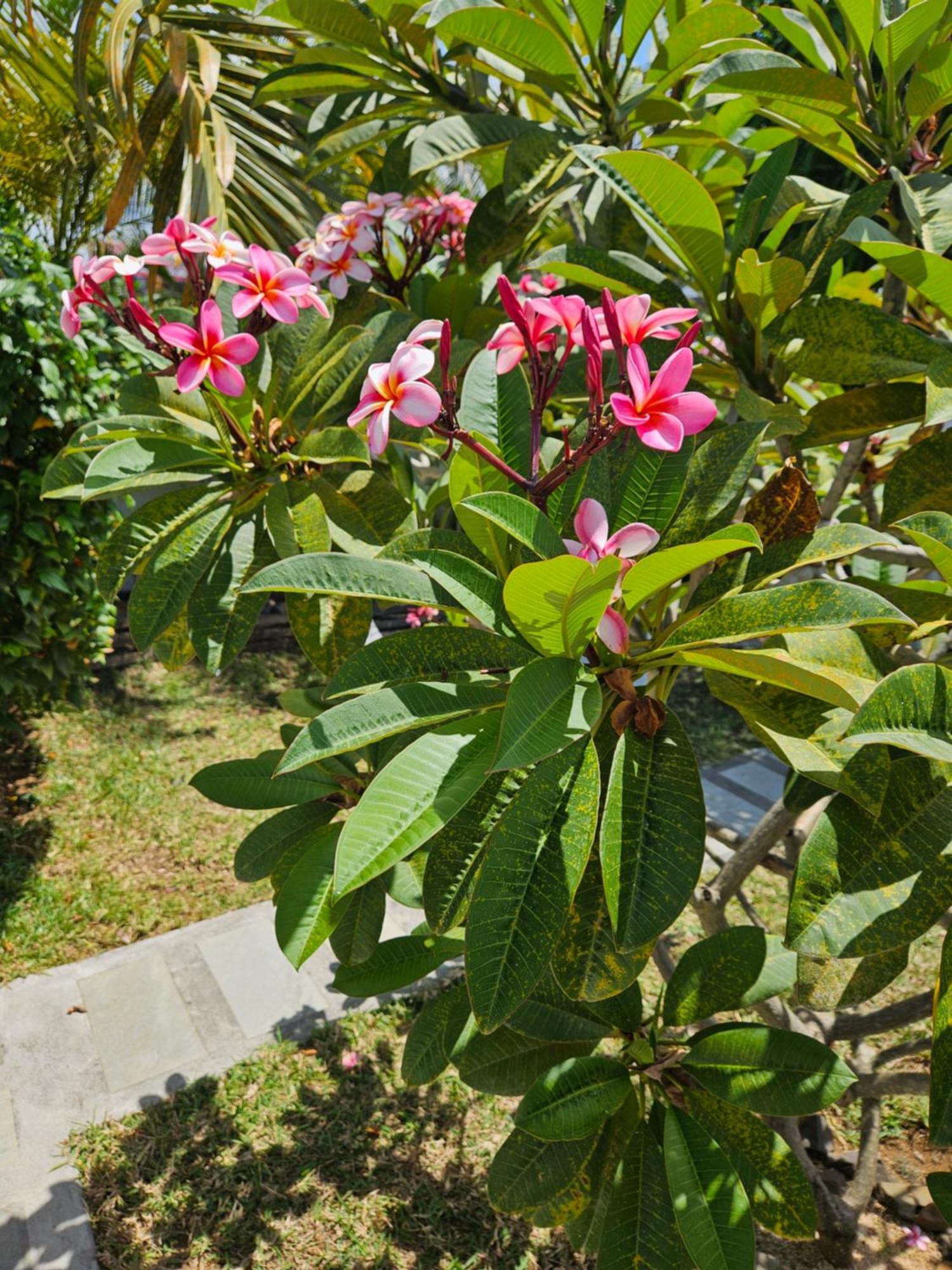 トゥルー・ドー・ドゥースCasa Frangipani Mauritiusアパートメント エクステリア 写真